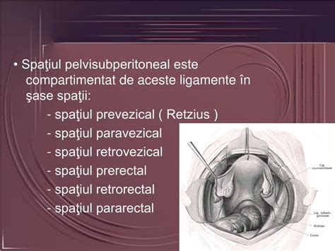 anatomia vaginului